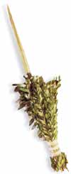 Lulav and Etrog order form 5771